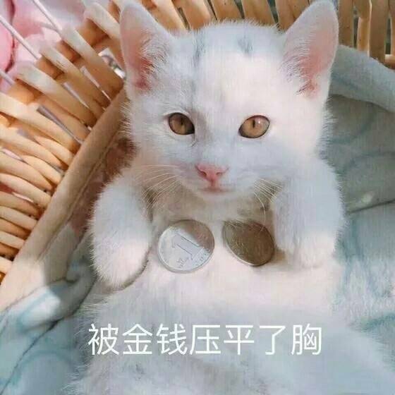 被金球压平了胸 - 一组猫咪表情包，一起吸猫吧 ​