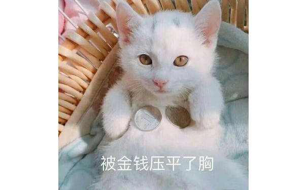 被金球压平了胸 - 一组猫咪表情包，一起吸猫吧 ​