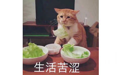 生活苦涩（猫咪吃青菜）