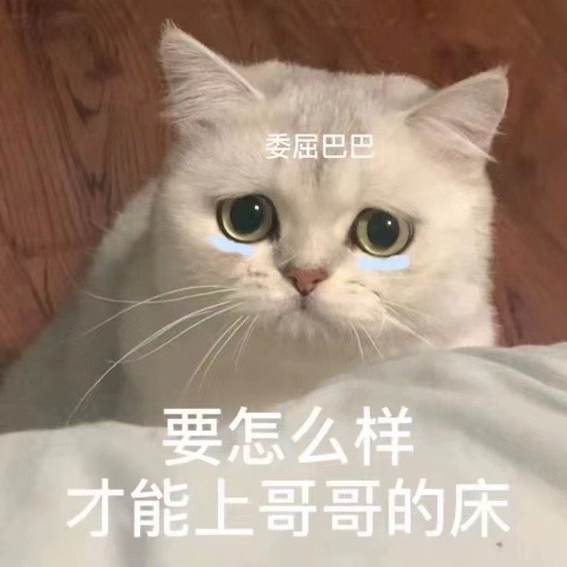 委屈巴巴要怎么样才能上哥哥的床(猫咪表情包)