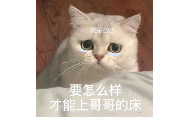 委屈巴巴要怎么样才能上哥哥的床(猫咪表情包)