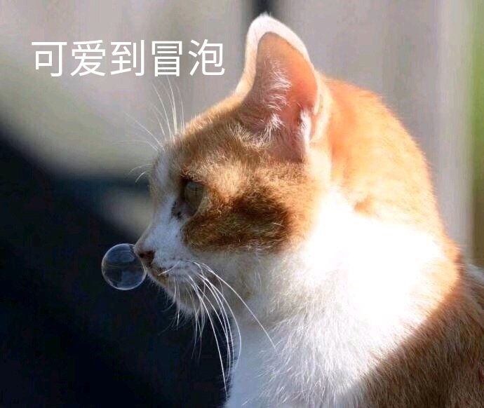 可爱到冒泡（猫咪流鼻涕）