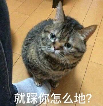 就踩你怎么地？（猫咪）