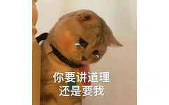 你要讲道理还是要我 - 猫咪哭泣流泪猫猫头表情包 ​