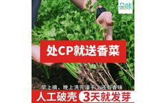 处CP就送香菜早上摘,晚上洗完澡手上还有香味人工破壳3天就发芽