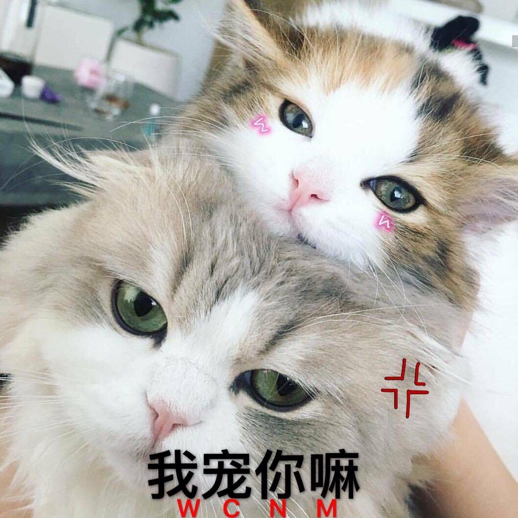 我宠你嘛（猫咪）