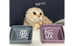 猫咪要饭 理直气壮