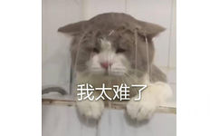 我太难了（猫咪）