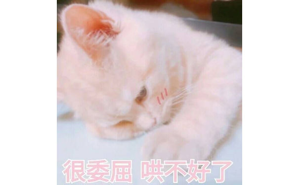 很委屈，哄不好了（猫咪）