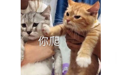 你爬 猫咪表情包