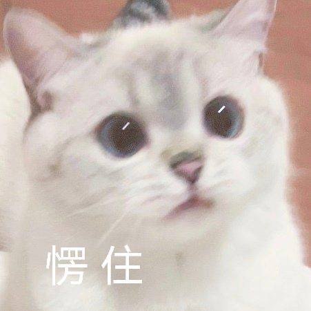 猫咪愣住