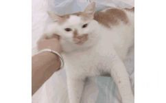 猫咪咬你一下 GIF