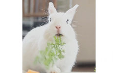 兔子吃东西动图 - 吃东西的小兔兔，我可以看一天