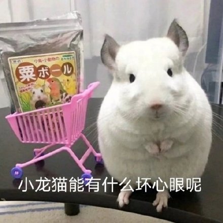 小编一小物粟术一儿小龙猫能有什么坏心眼呢