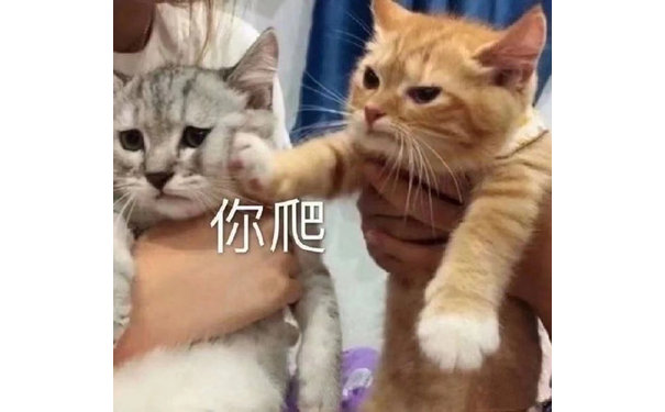 你爬(猫猫表情包)