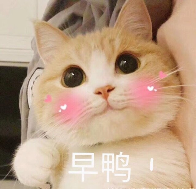 猫咪：早鸭