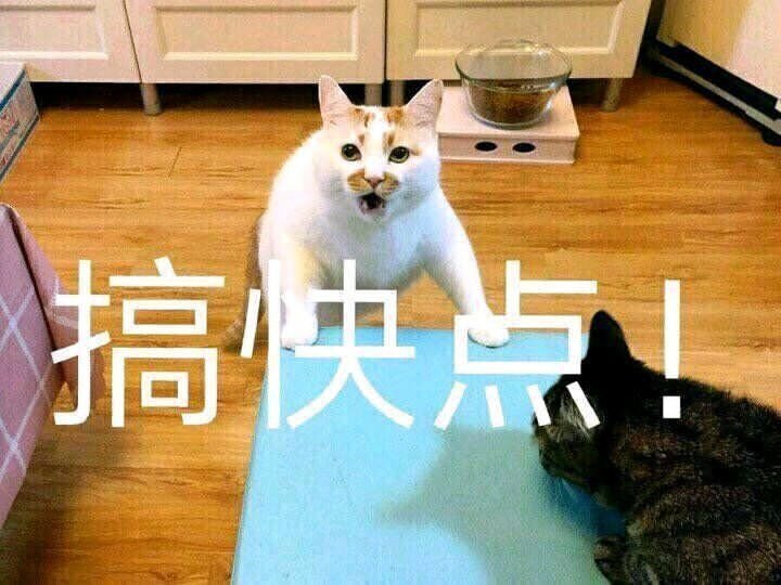 搞快点!(猫咪表情包)