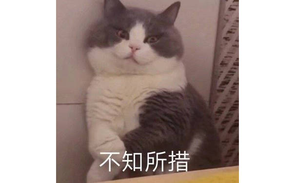 不知所措(猫咪表情包)