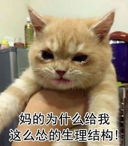 妈的为什么给我这么怂的生理结构! - 一生气就飚泪的猫咪