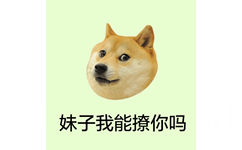 妹子我能撩你吗 - 柴犬 doge头像系列