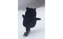 熊本熊滑雪 GIF 动图