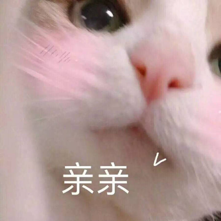 亲亲（猫咪）