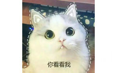 你看看我 - 撒娇专用猫咪表情包