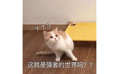 这就是强者的世界吗??(猫咪表情包)