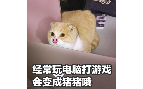 经常玩电脑打游戏会变成猪猪哦 - 捕获一枚小猪喵