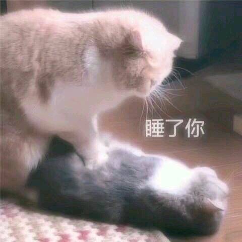 猫咪：睡了你