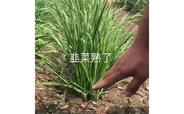 韭菜熟了