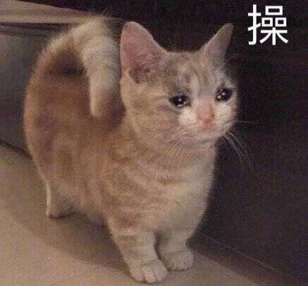 艹 流泪猫咪表情包