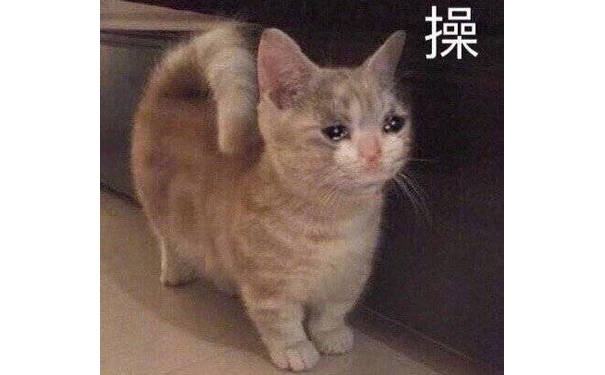 艹 流泪猫咪表情包