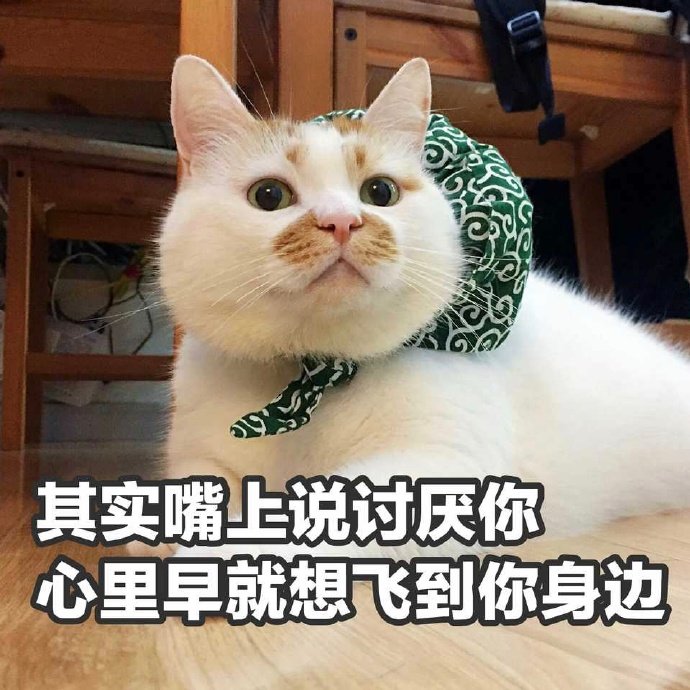 其实嘴上说讨厌你 心里早就想飞到你身边 - 猫咪楼楼表情包