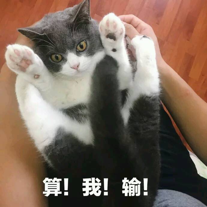 算我输！（猫咪投降）