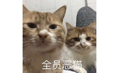 全员恶猫