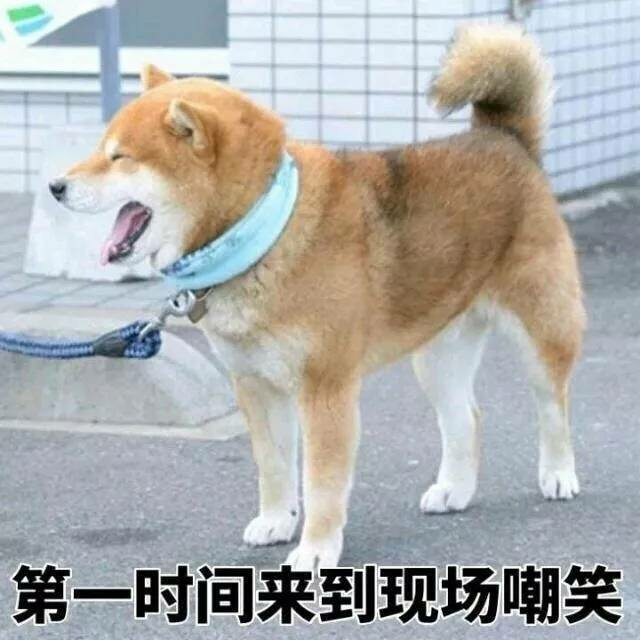 第一时间来到现场嘲笑(柴犬)