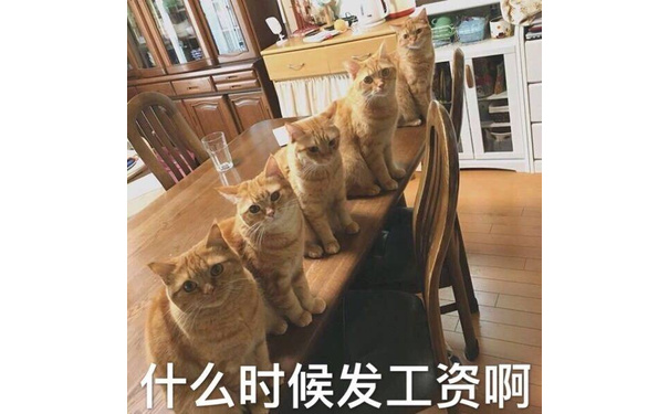 什么时候发工资啊（猫咪）