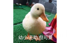 幼小无助但可爱