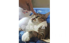 你给我乖一点（猫咪）