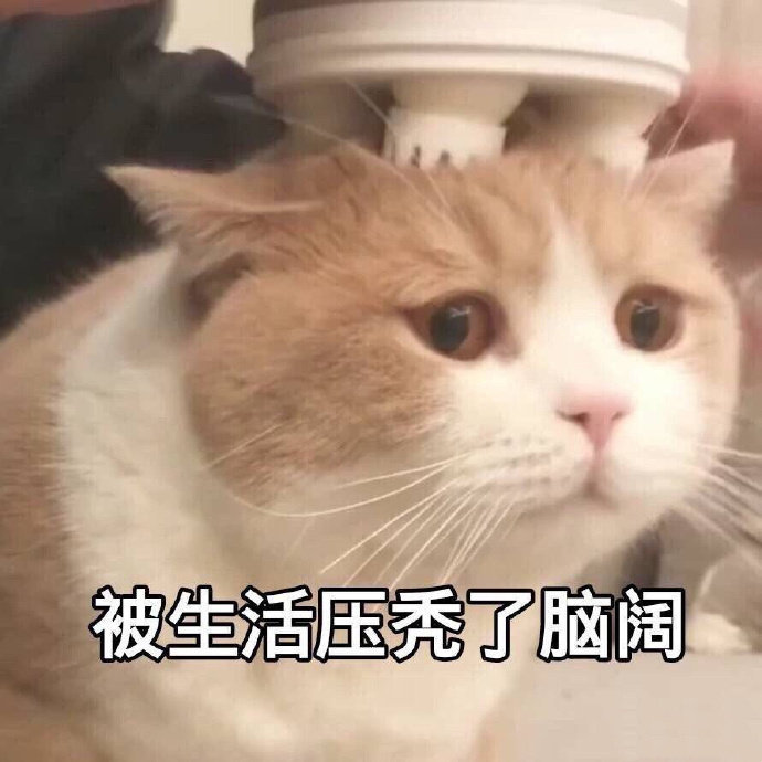 被生活压秃了脑阔（猫咪表情包）