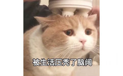 被生活压秃了脑阔（猫咪表情包）