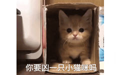 你要凶一只小猫咪嘛