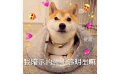 被窝我暗示的还不够明显嘛 - 柴犬表情包合集