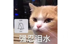 猫咪强忍泪水