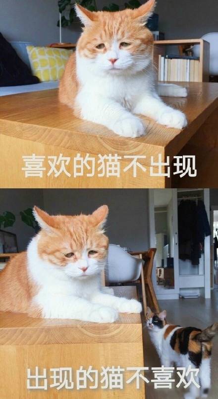 喜欢的猫不出现，出现的猫不喜欢 - 一些流传很广的喵表情，可以说非常戏精了