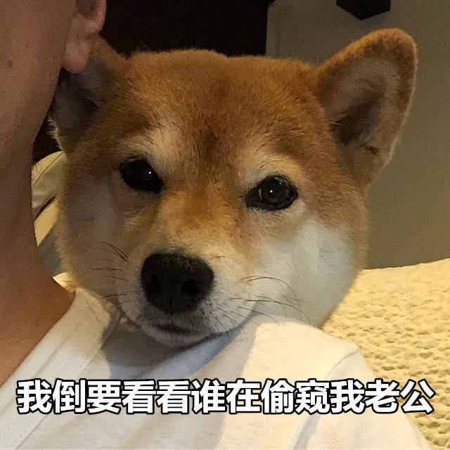 我倒要看看谁在偷窥我老公 - 一组柴犬表情包