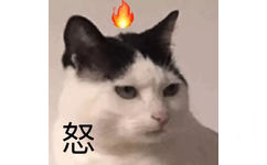 猫咪怒火中烧