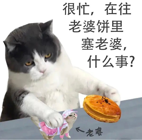 很忙,在往老婆饼里塞老婆,什么事?老婆 - 猫猫很忙表情包 ​