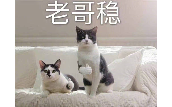 老哥，稳（猫）